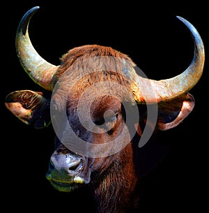 The gaur or Indian bison, is the largest extant bovine, native to South Asia and Southeast Asia.