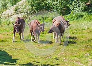 Gaur in Indian - Bos gaurus - a group of four pieces standing in a large meadow