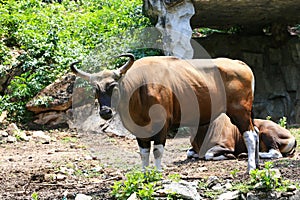 Gaur in kao kheow open zoo Chonburi,Thailand