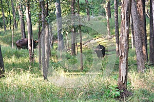 Gaur in a national park in India