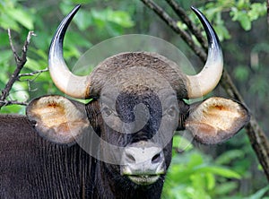 Gaur portrait shot photo