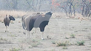 A gaur snorts in the direction of a young tiger at tadoba in india