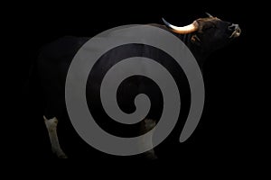 Gaur standing in the dark photo