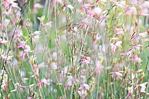 Gaura Belleza flowers moving in the wind