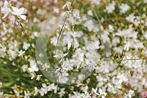 Gaura Butterfly Bush in full bloom in cottage garden