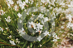 Gaura Butterfly Bush in full bloom in cottage garden