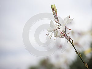 Gaura flower with neutral copy-space photo