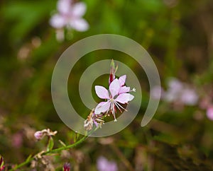 Gaura lindheimeri photo