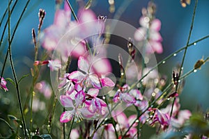 Gaura photo