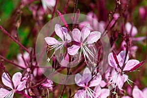 Gaura lindheimeri photo