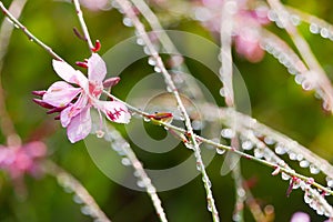 Gaura lindheimeri LindheimerÂ´s Beeblossom - Oenothera