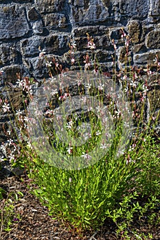 Gaura lindheimeri `Sparkle White photo