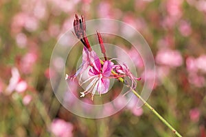 Gaura lindheimeri or Whirling butterflies flower photo