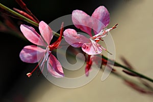 Gaura lindheimeri â€˜Gaudi Redâ€™ flowers