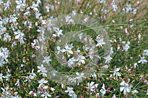 Gaura Whirling Butterflys photo