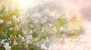 Gaura white flowers blooming in a garden, summer gaur lindheimeri or whirling butterflies