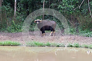 GaurBos gaurus, Kaeng Krachan National Park, Thailand