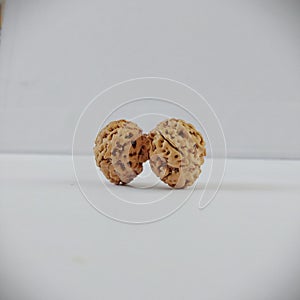 Gaury sangkar from java indonesia