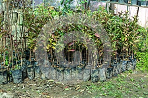 Gauva seedlings in plastic bags