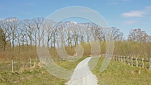 Gavel path Bushes and lane of bare maple trees