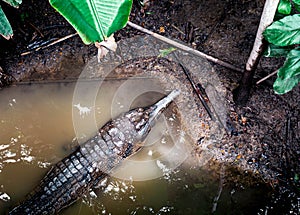 Gavia in the little pond with water and soil background