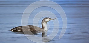 Gavia stellata floats on the water in search of food