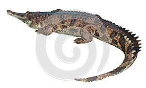 Gavial