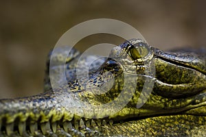 Gavial