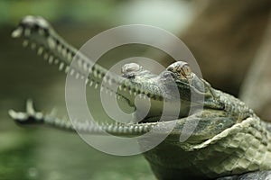 Gavial
