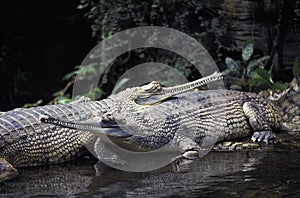 Gavial or Charial, gavialis gangeticus