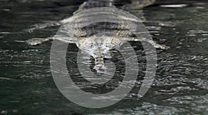 Gavial Crocodile Swimming Along in River Water