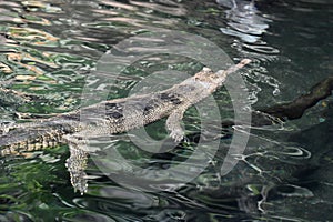 Gavial Crocodile Swimming on the River`s Surface