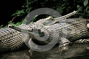 GAVIAL DU GANGE gavialis gangeticus