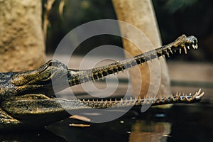 The Gavial, Endengered reptile