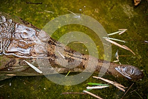 Gavial fish-eating crocodile Gavialis gangeticus in the water