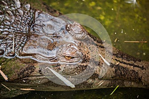 Gavial fish-eating crocodile Gavialis gangeticus in the water