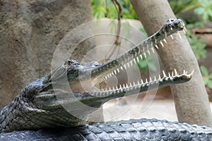 Gavial or fish-eating crocodile with open mouth