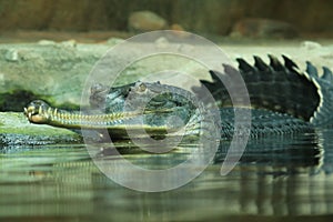 Gavial, Gavialis gangeticus, also known as gharial or fish-eating crocodile. Jaws, head and back of reptile above water surface.