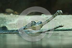 Gavial, Gavialis gangeticus, also known as gharial or fish-eating crocodile. Open jaws, head and back of reptile above water