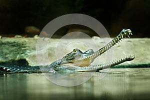 Gavial, Gavialis gangeticus, gharial or fish-eating crocodile with head above water surface. Gavial shows jaws with sharp teeth.