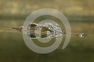 Gavial - Gavialis gangeticus - Portrait of a head reflected in water
