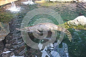 Gavial or gharial, fish-eating crocodile in the water