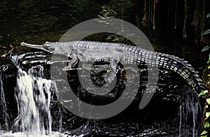 Gavial or Gharial, gavialis gangeticus, Adult laying on Water