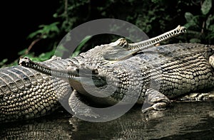 Gavial or Gharial, gavialis gangeticus, Adults