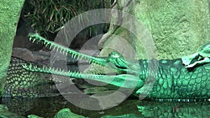 Gavial Indian Gavialis gangeticus. Gavial crocodile group. Critically Endangered crocodile. Crocodile green gavial. Wildlife an