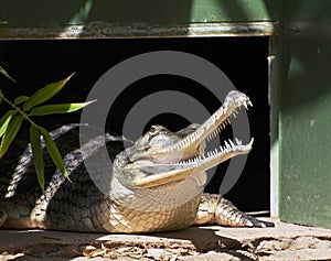 Gavial Indian (Gavialis gangeticus) in zoo