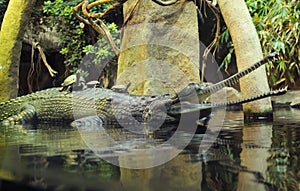 Gavial with turtles on its back