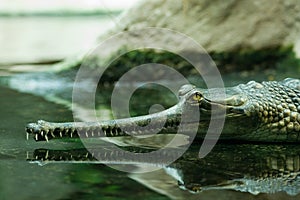 Gavial in the water