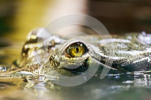 Gavialis gangeticus / Gharial - Critically En