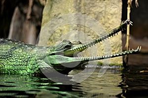 Gavialis gangeticus in Prague ZOO